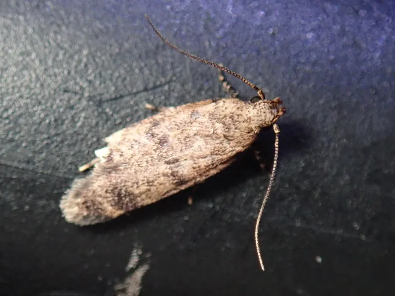 Plaga de GUSANO ROSADO DEL ALGODÓN, PECTINOPHORA GOSSYPIELLA