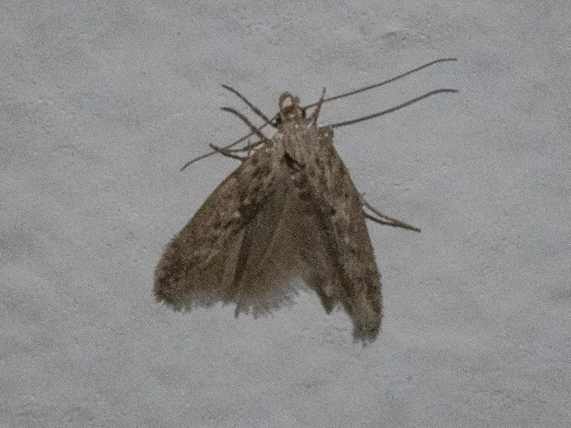 Plaga de POLILLA DE LA PATATA, PHTHORIMAEA OPERCULELLA