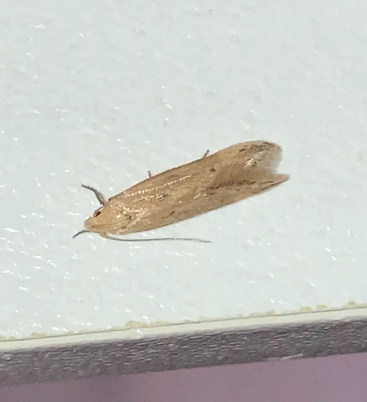 Plaga de POLILLA DEL MAÍZ, SITOTROGA CEREALELLA