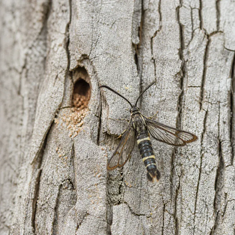 Representación editorial de Synanthedon spp. sobre la corteza de un árbol