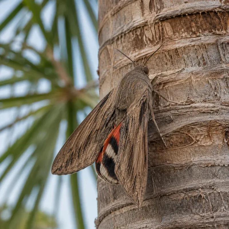 Representación editorial de Paysandisia archon sobre el tronco de una palmera