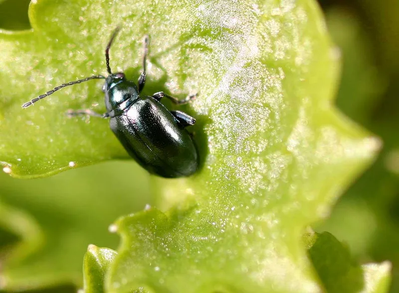 Plaga de ALTICA, PULGUILLA DE LA VID, ALTICA AMPELOPHAGA