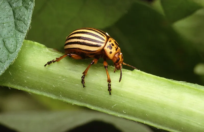 Plaga de ESCARABAJO DE LA PATATA, LEPTINOTARSA DECEMLINEATA