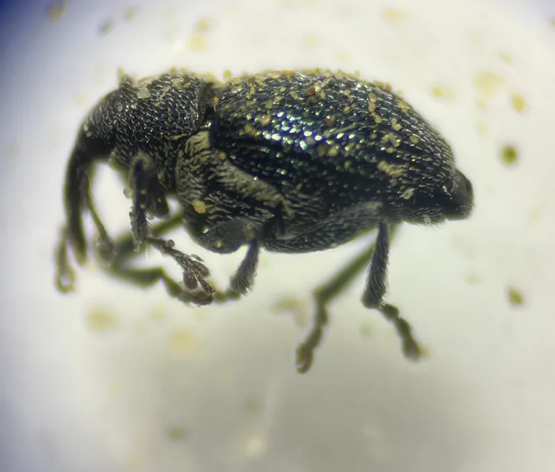 Plaga de GORGOJOS DE LAS COLES, CEUTORHYNCHUS SPP.