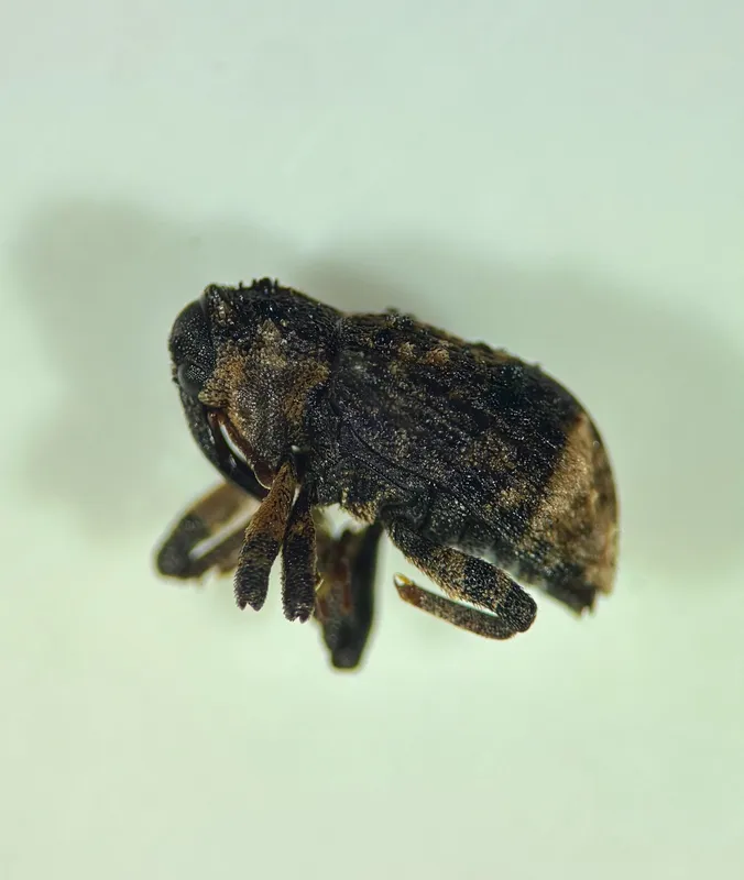 Plaga de GORGOJO DEFOLIADOR DEL CHOPO, CRYPTORHYNCHUS LAPATHI