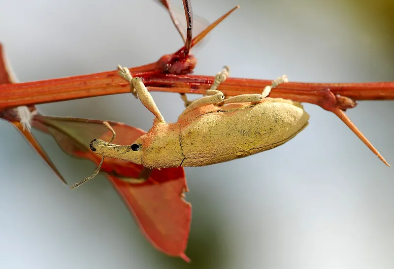 Plaga de LIXUS, LIXUS SPP.