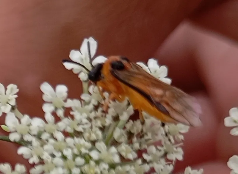 Plaga de FALSA ORUGA DE LA COL, ATHALIA ROSAE