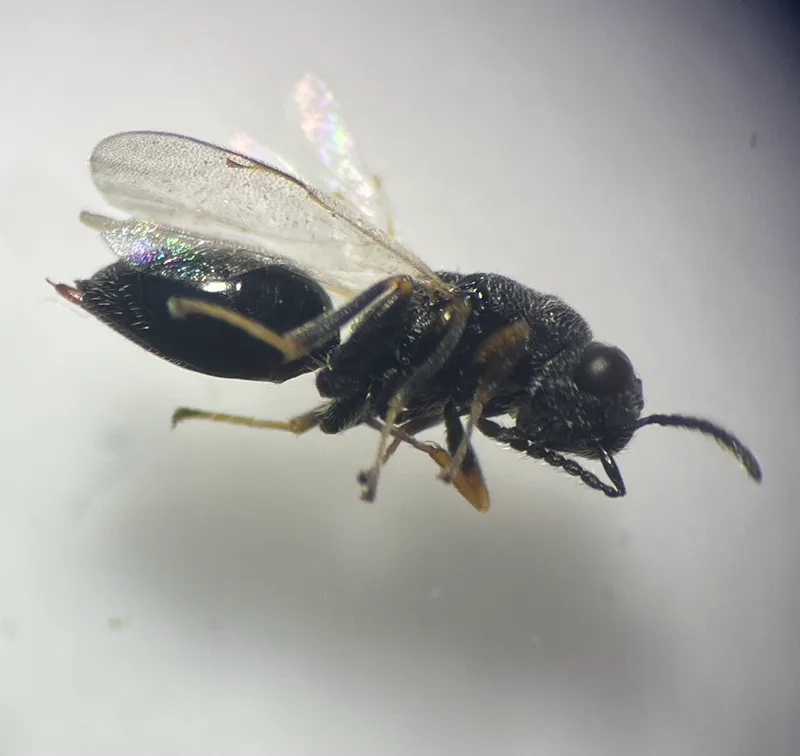 Plaga de AVISPILLA DEL ALMENDRO, EURYTOMA AMYGDALI