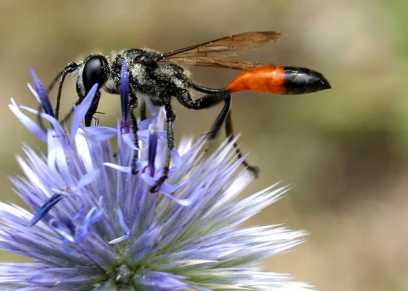 Plaga de AVISPAS, VESPIDAE