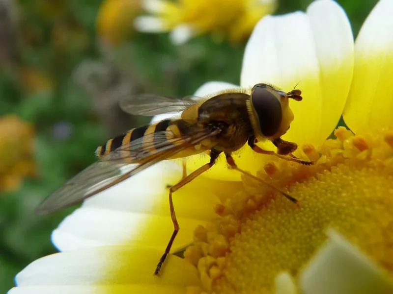Plaga de DÍPTEROS