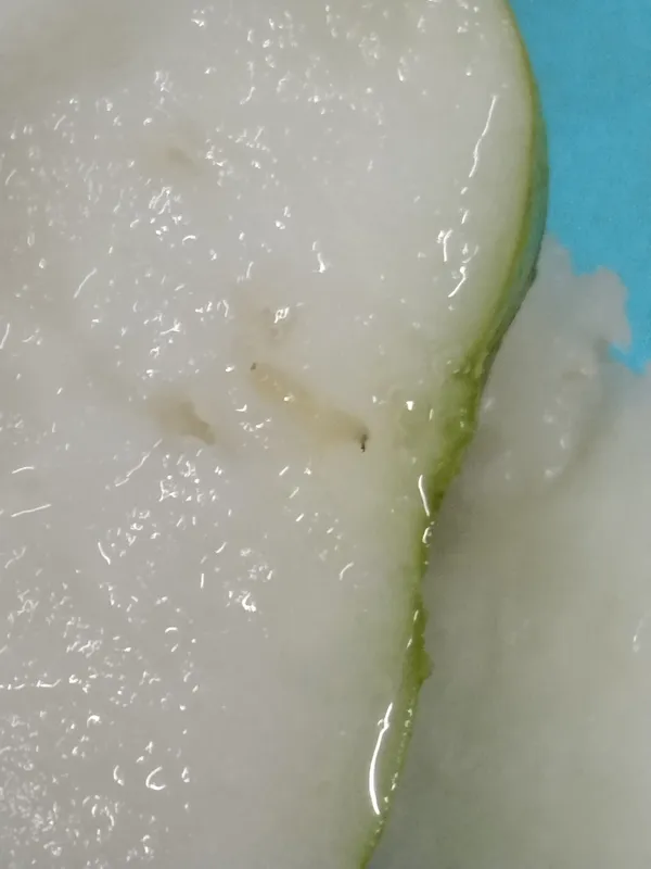 Plaga de MOSCA ORIENTAL DE LA FRUTA, BACTROCERA DORSALIS