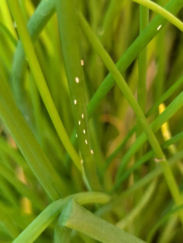 Plaga de MOSCA DE LA CEBOLLA, DELIA ANTIQUA