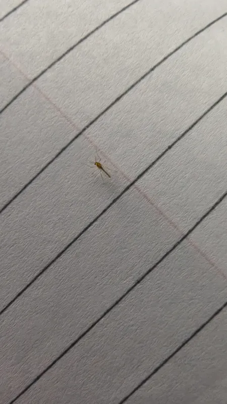 Plaga de QUIRONÓMIDOS, CHIRONOMIDAE