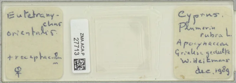 Plaga de ÁCARO ORIENTAL, EUTETRANYCHUS ORIENTALIS