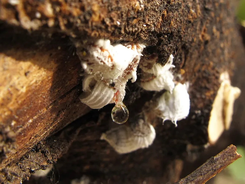 Plaga de COCHINILLA ACANALADA, ICERYA PURCHASI