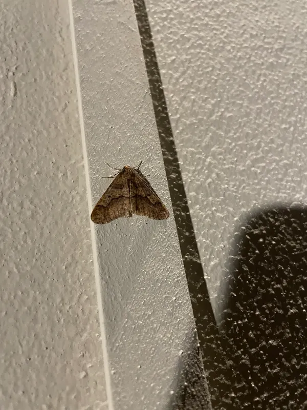Plaga de FALENA, ERANNIS DEFOLIARIA