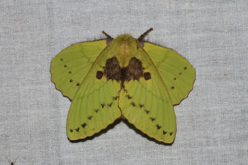 Plaga de LASIOCÁMPIDOS, LASIOCAMPIDAE