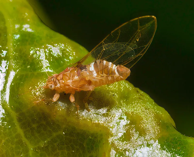 Plaga de PSÍLIDOS, PSILIDAE