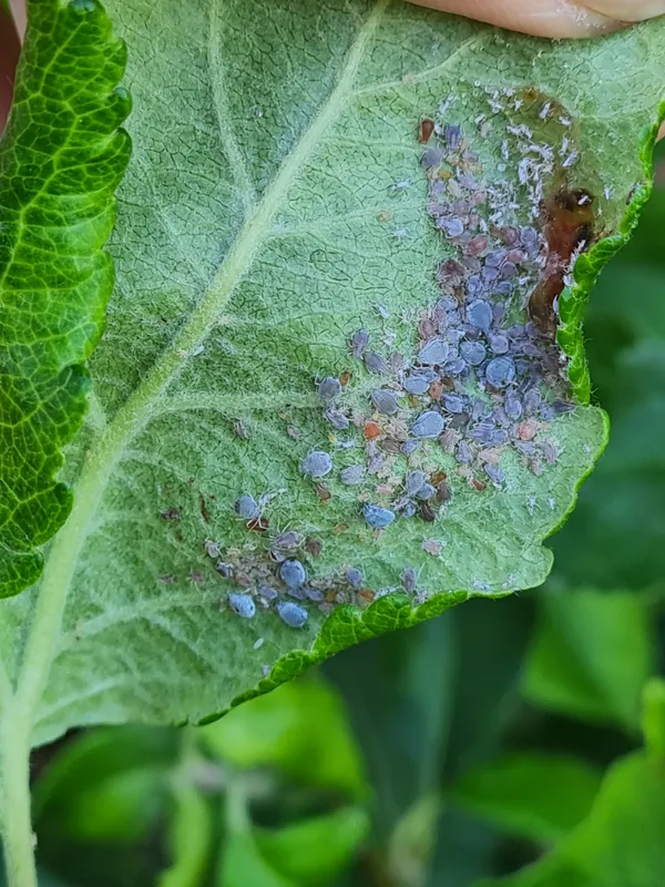 Plaga de PULGÓN CENICIENTO, DYSAPHIS PLANTAGINEA