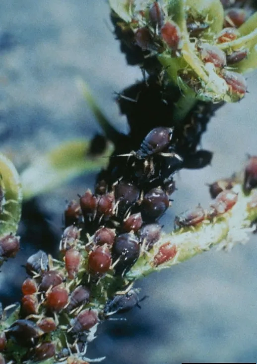 Plaga de PULGÓN NEGRO, MYZUS CERASI