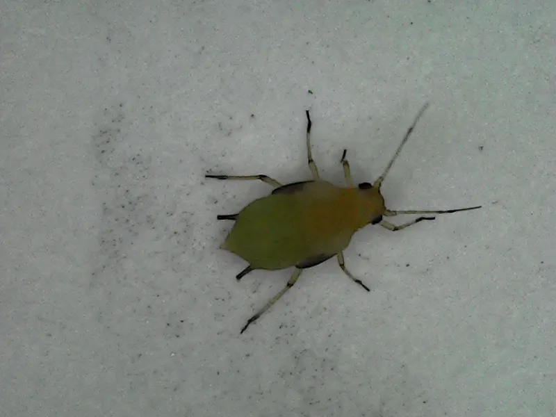 Plaga de PULGÓN VERDE DE LOS CÍTRICOS, APHIS SPIRAECOLA