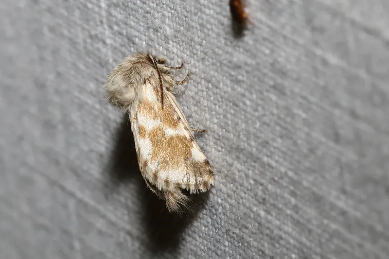 Plaga de TALADRO DEL AJO, DYSPESSA ULULA