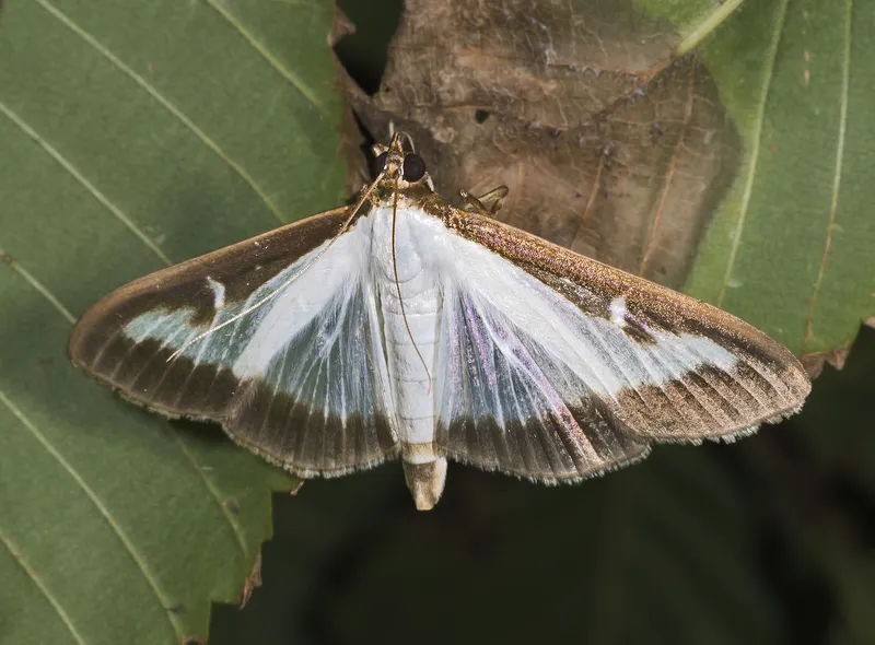 Plaga de POLILLA DEL BOJ, CYDALIMA PERSPECTALIS