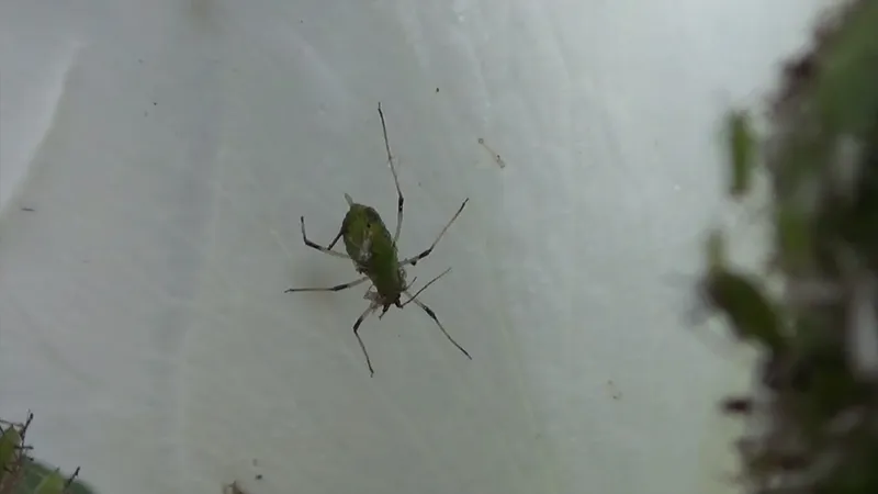Plaga de PULGÓN ROJO DEL ROSAL, MACROSIPHUM ROSAE