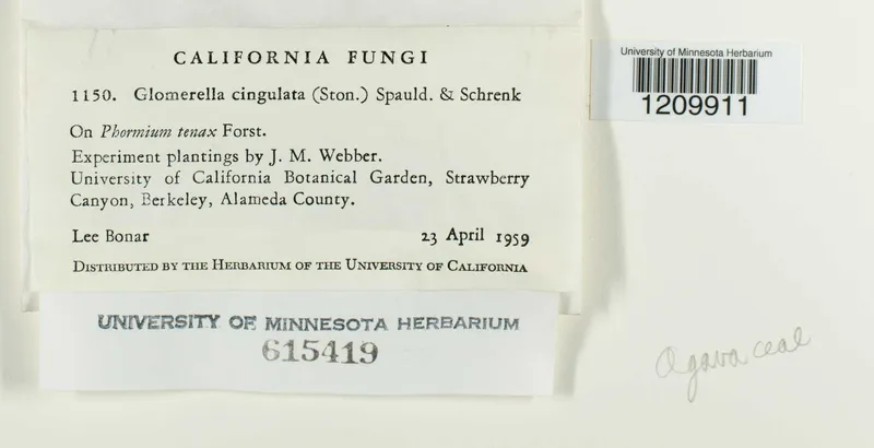 Plaga de ACEITUNA JABONOSA, ANTRACNOSIS, GLOMERELLA CINGULATA