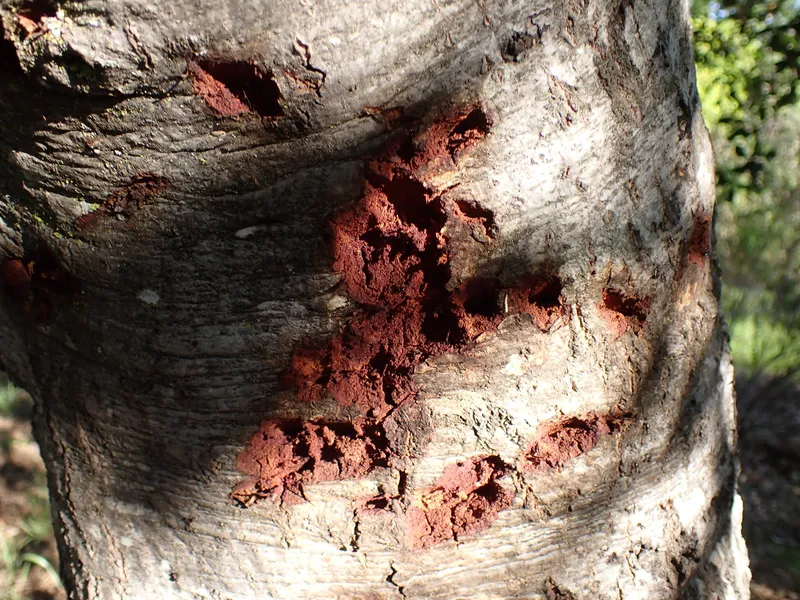 Plaga de AGUADO, GOMOSIS DE LOS CÍTRICOS, PHYTOPHTHORA CITROPHTHORA