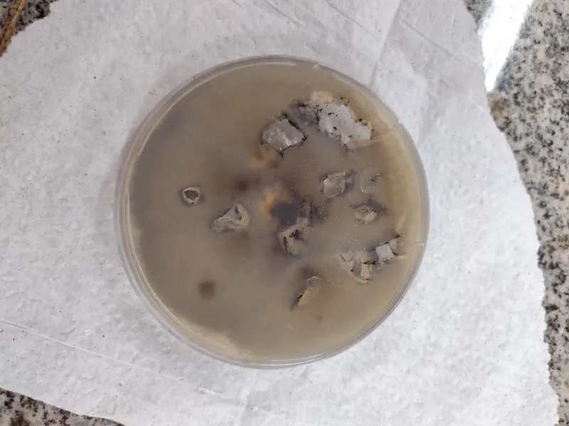 Plaga de ALTERNARIOSIS DE LA REMOLACHA, ALTERNARIA ALTERNATA