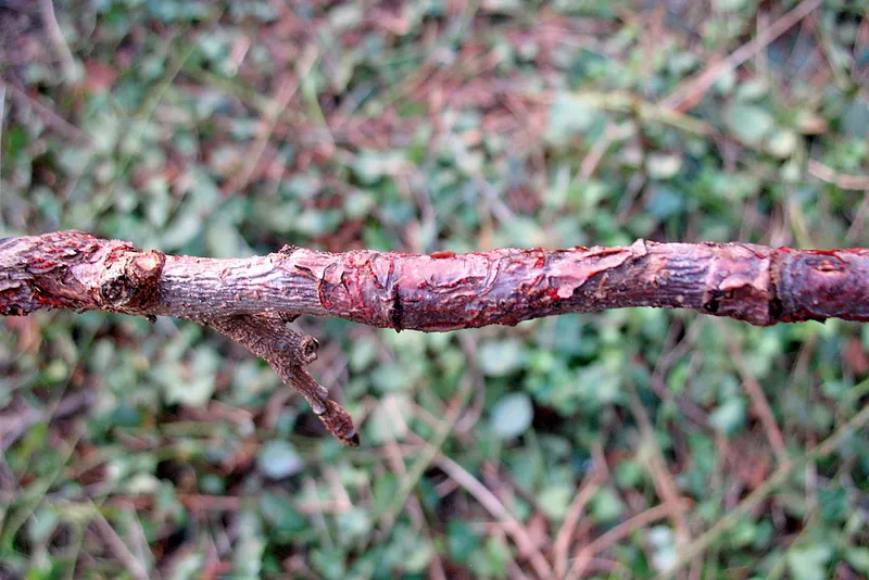 Plaga de ANTRACNOSIS, COLLETOTRICHUM GLOEOSPORIOIDES