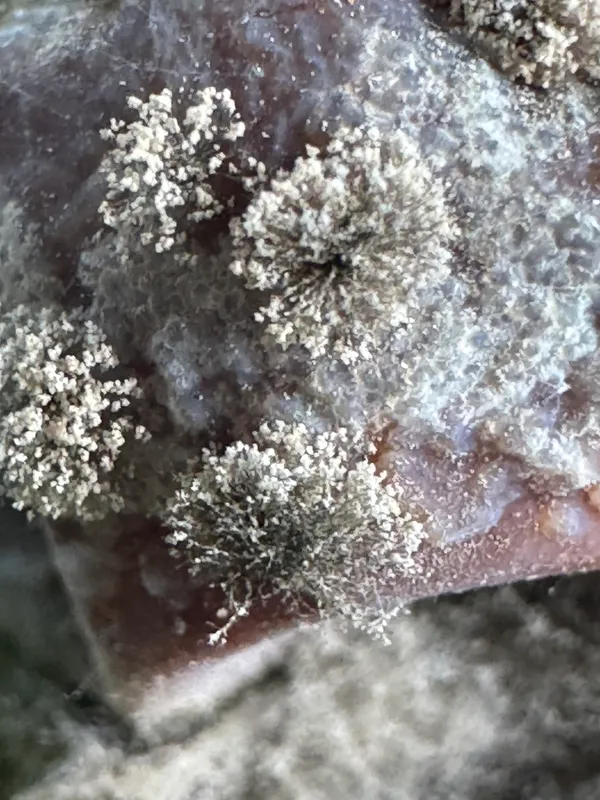 Plaga de BOTRYTIS SPP.