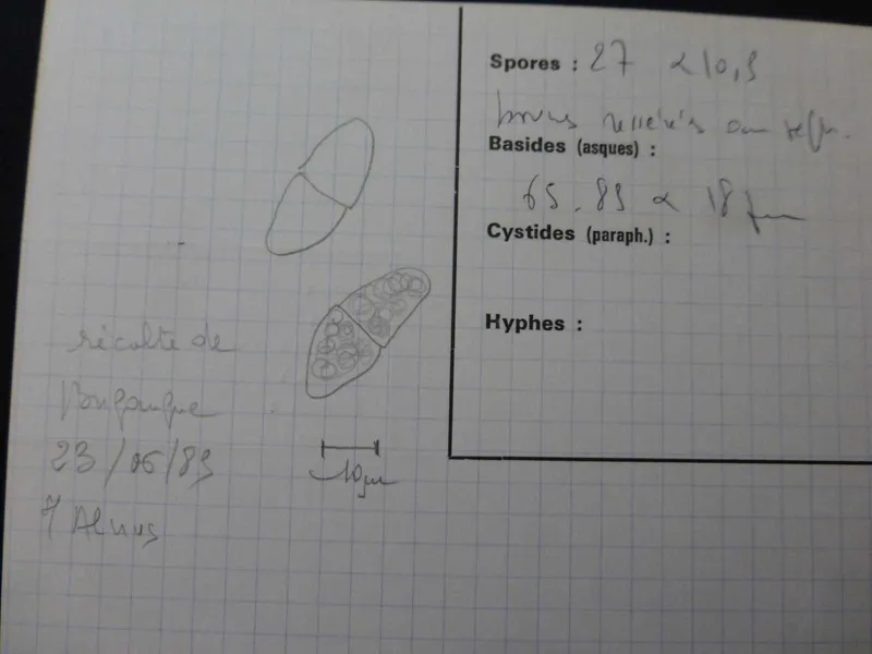 Plaga de CHANCRO DEL TALLO DEL FRAMBUESO, XENODIDYMELLA APPLANATA