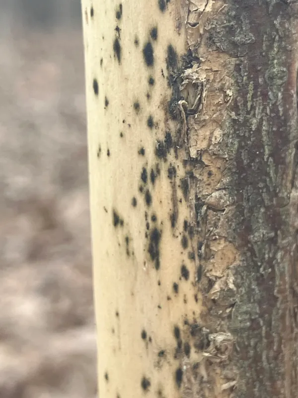 Plaga de CLADOSPORIOSIS DE LA CEBOLLA, CLADOSPORIUM ALLII-CEPAE