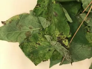 Plaga de CLADOSPORIOSIS DEL TOMATE, FULVIA FULVA