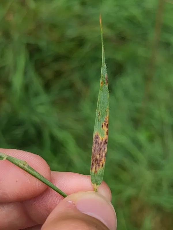 Plaga de HELMINTOSPORIOSIS DE CEREALES, PYRENOPHORA SPP.
