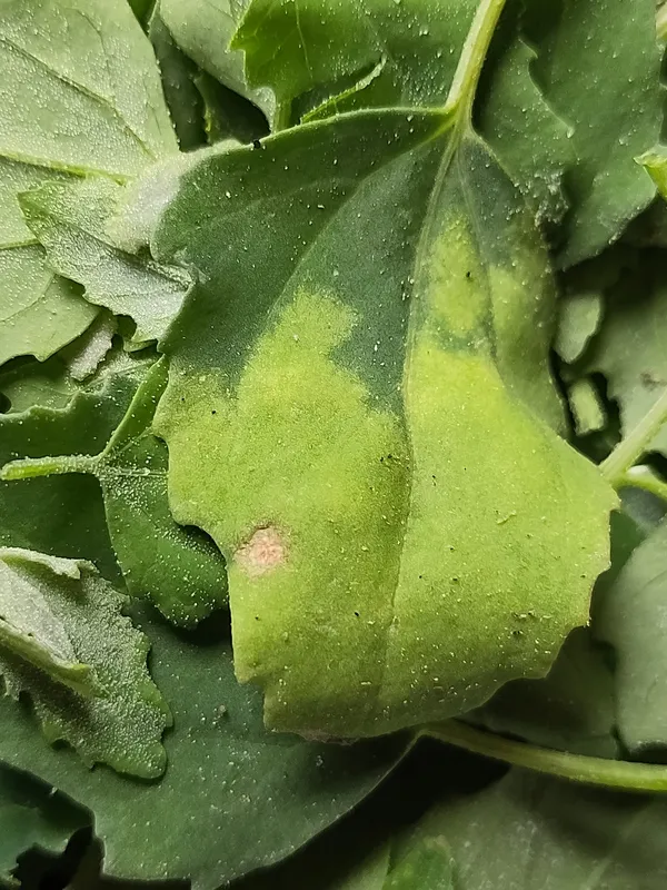 Plaga de MILDIU DE LA ACELGA, PERONOSPORA FARINOSA