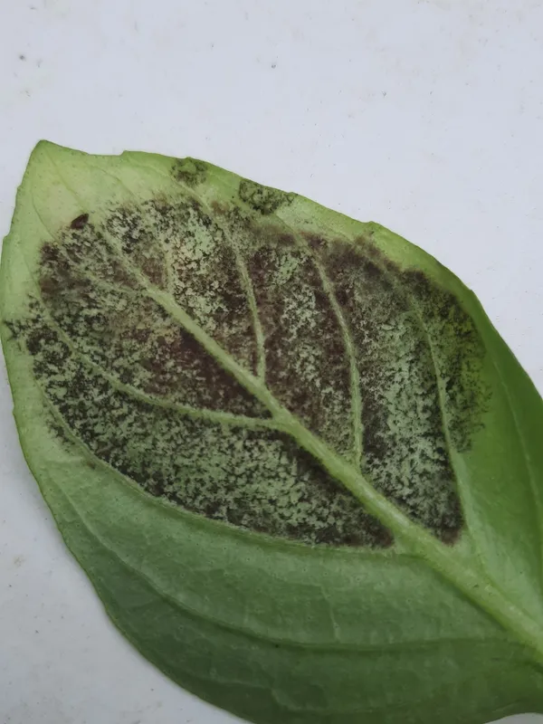 Plaga de MILDIU DE LA ALBAHACA, PERONOSPORA BELBAHRII
