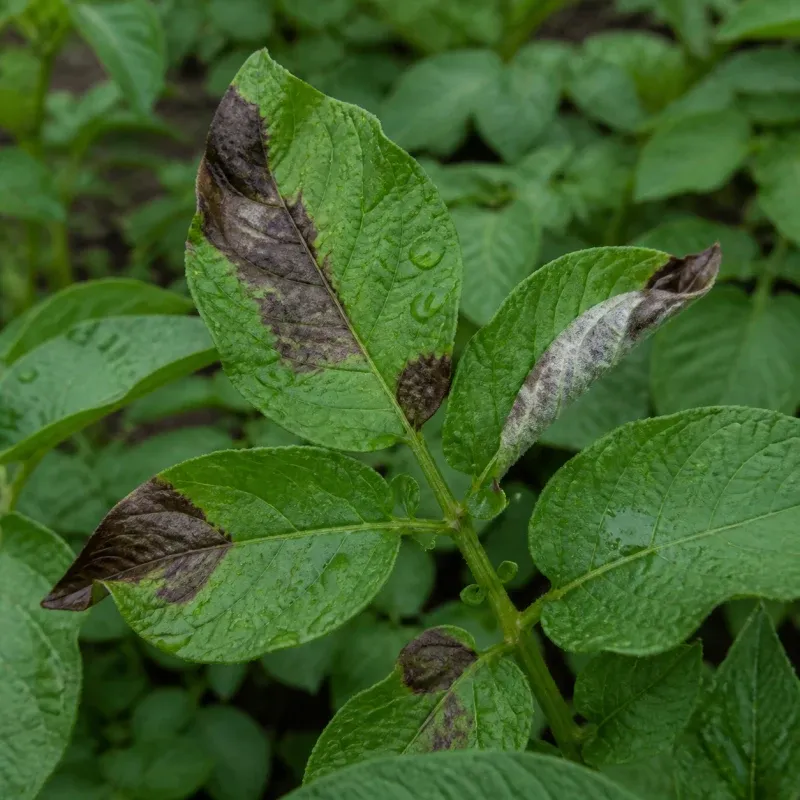 Representación editorial de síntomas compatibles con Phytophthora infestans en patata