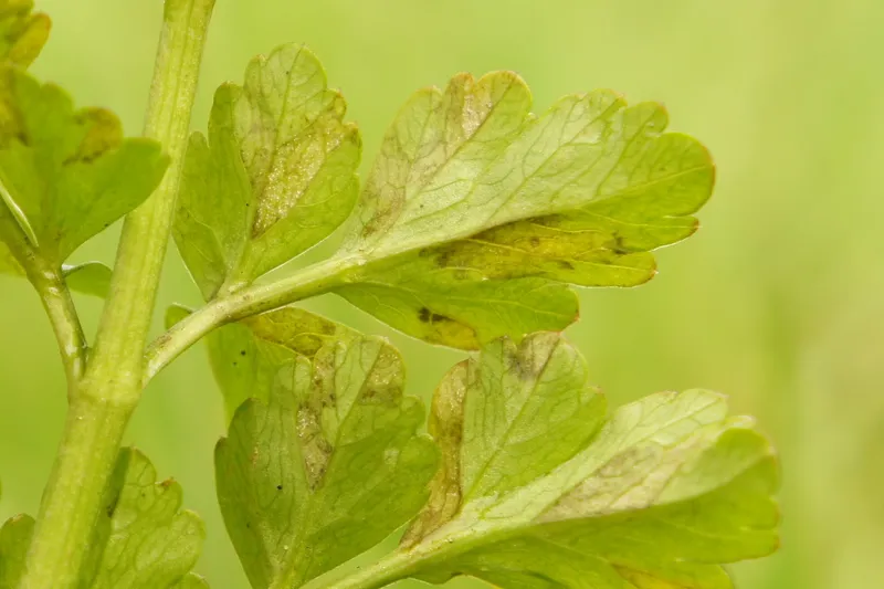 Plaga de MILDIU DE LAS UMBELÍFERAS, PLASMOPARA CRUSTOSA