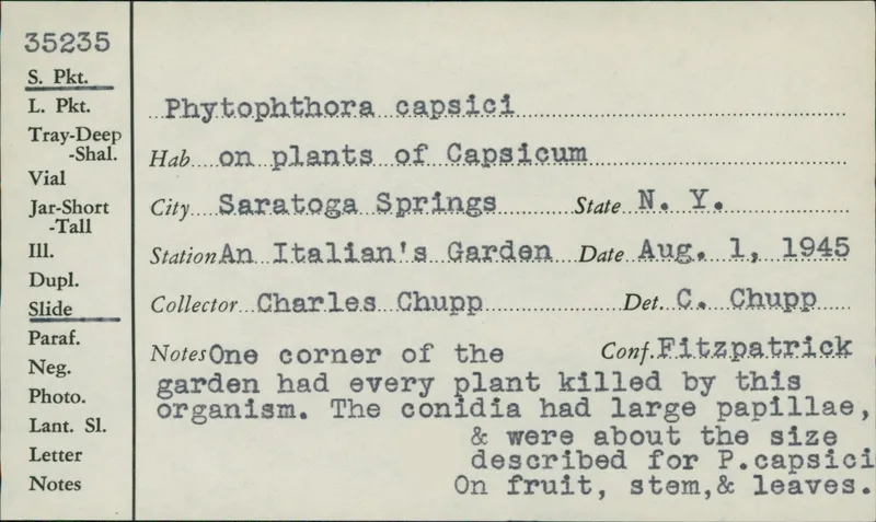 Plaga de MILDIU DEL PIMIENTO, PHYTOPHTHORA CAPSICI