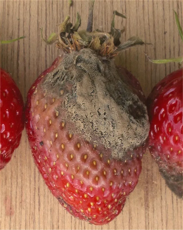 Plaga de MOHO, TÍFULA DE LOS CEREALES, TYPHULA INCARNATA