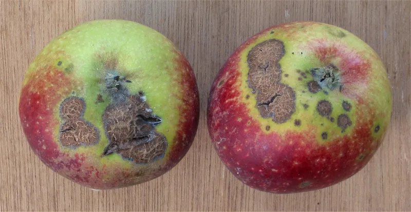 Plaga de MOTEADO, CRIBADO DEL CEREZO,VENTURIA CERASI