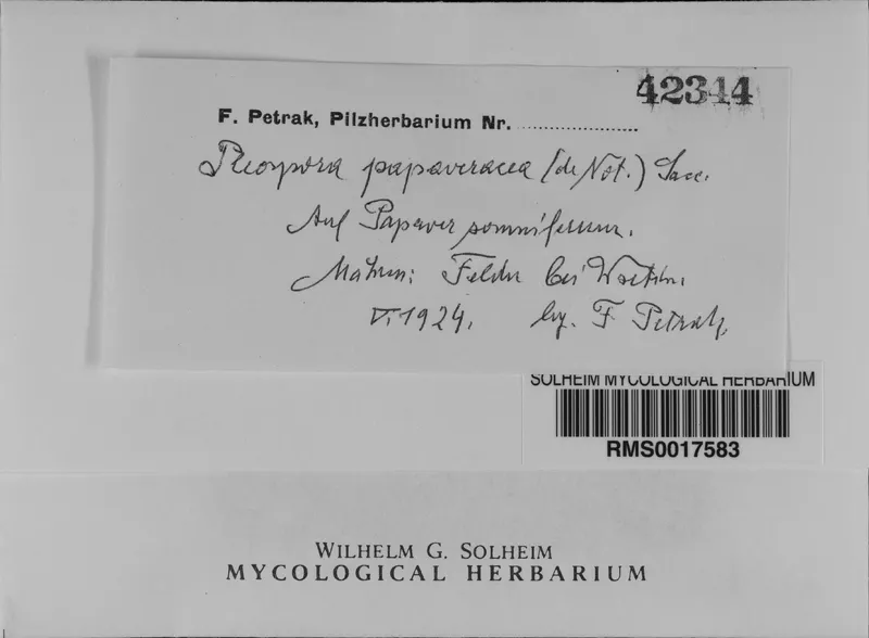 Plaga de NECROSIS, HELMINTOSPORIOSIS DE LA ADORMIDERA, ALTERNARIA PENICILLATA