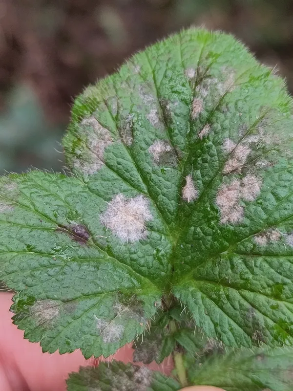 Plaga de OÍDIO DE LA FRESA, PODOSPHAERA APHANIS