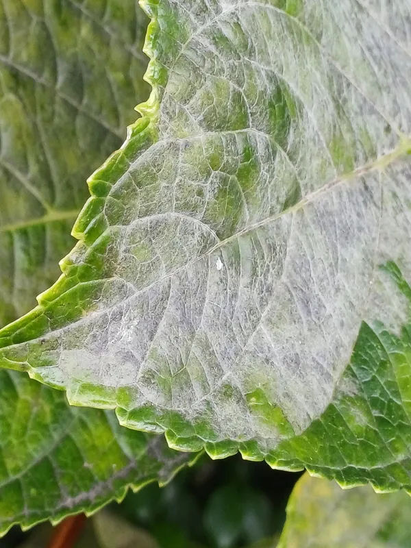 Plaga de OÍDIO DE LA PAPAYA, OIDIUM CARICAE-PAPAYAE