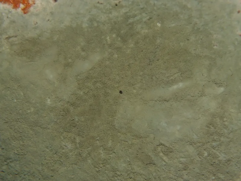 Plaga de PENICILIUM, PENICILLIUM SPP.