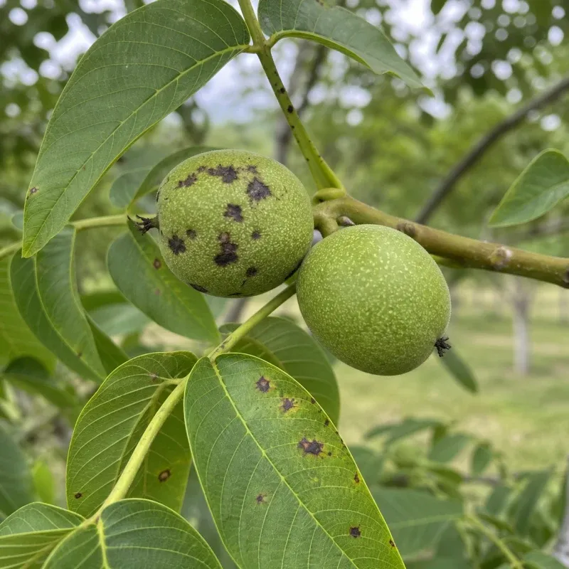 Representación editorial de síntomas compatibles con Xanthomonas arboricola pv. juglandis en nogal
