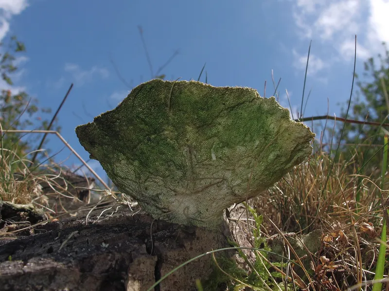 Plaga de PODREDUMBRE BLANCA, SCLEROTINIA SCLEROTIORUM